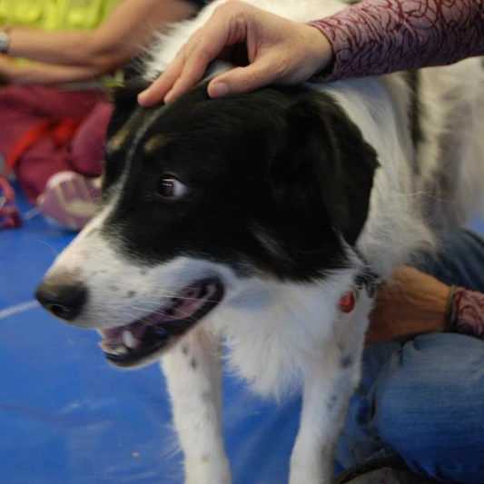 dog being pet