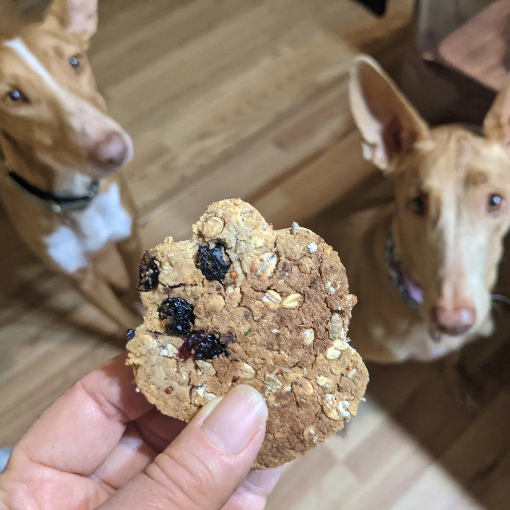 Dogs begging for a treat