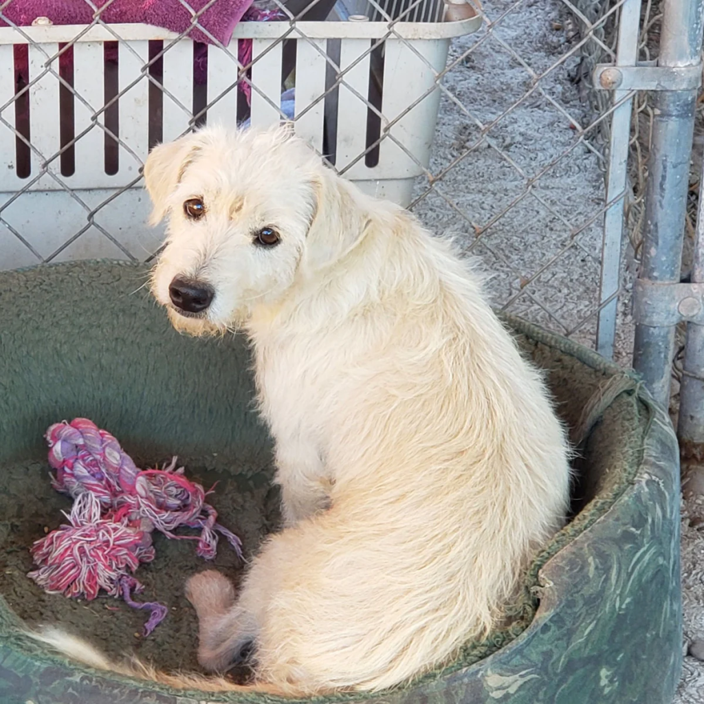 small white dog