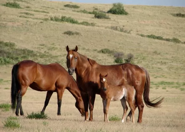 Horses in a prairie