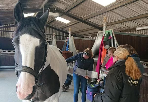 Equine class in session