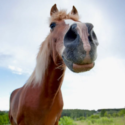 photo of horse snout